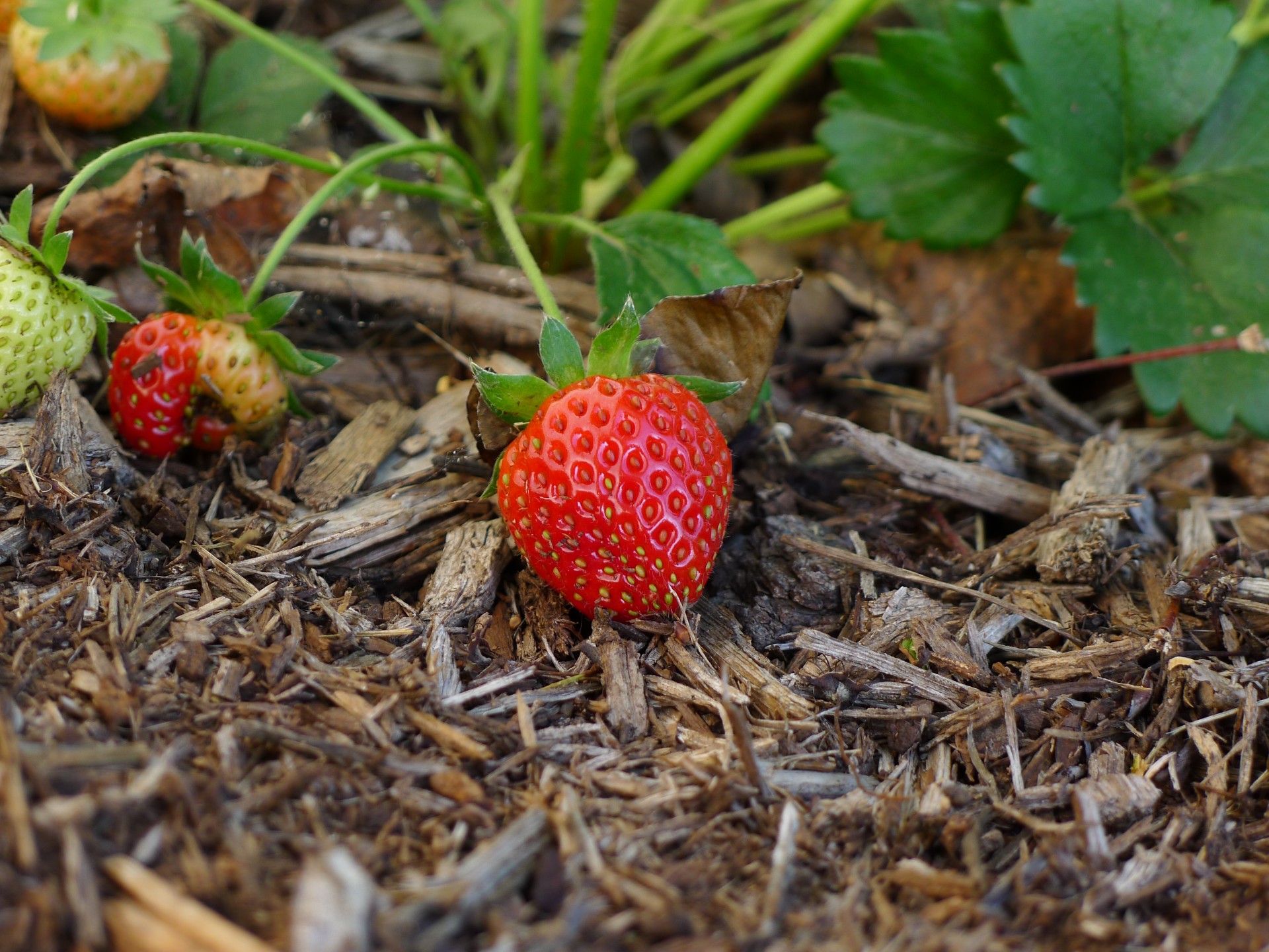 strawberry strawberry free pictures free photo