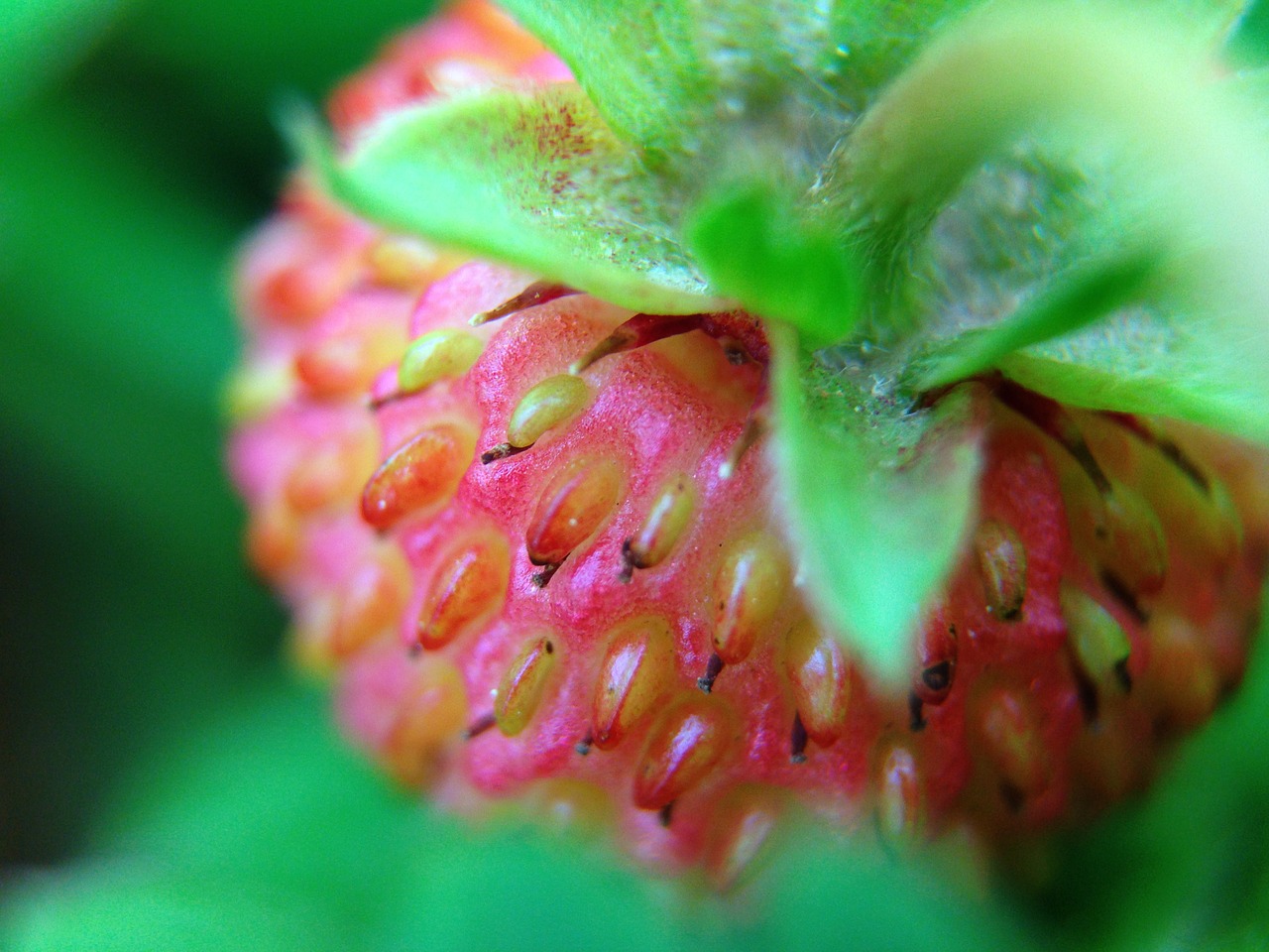 strawberry plant green free photo