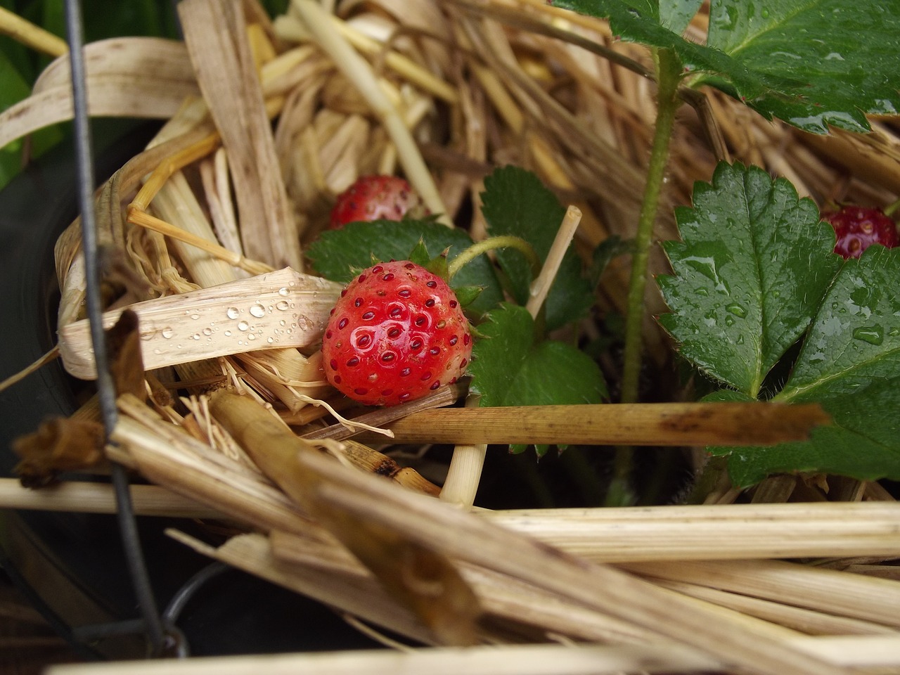 strawberry fruit fang free photo