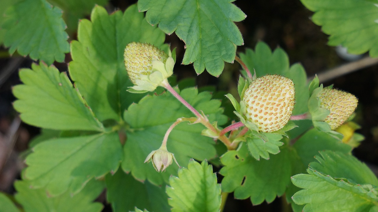 strawberry berry raw free photo