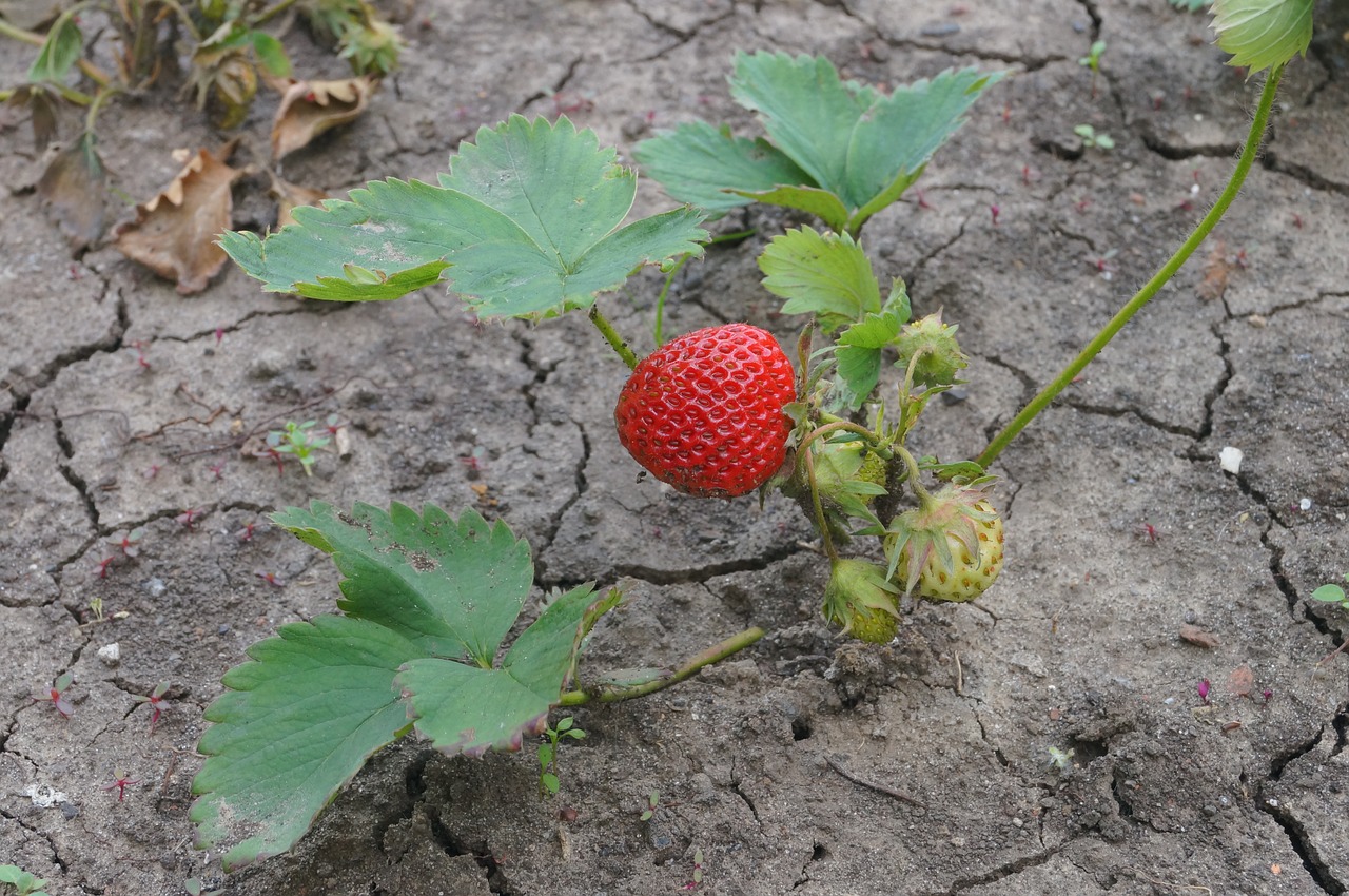 strawberry strawberry bush berry free photo