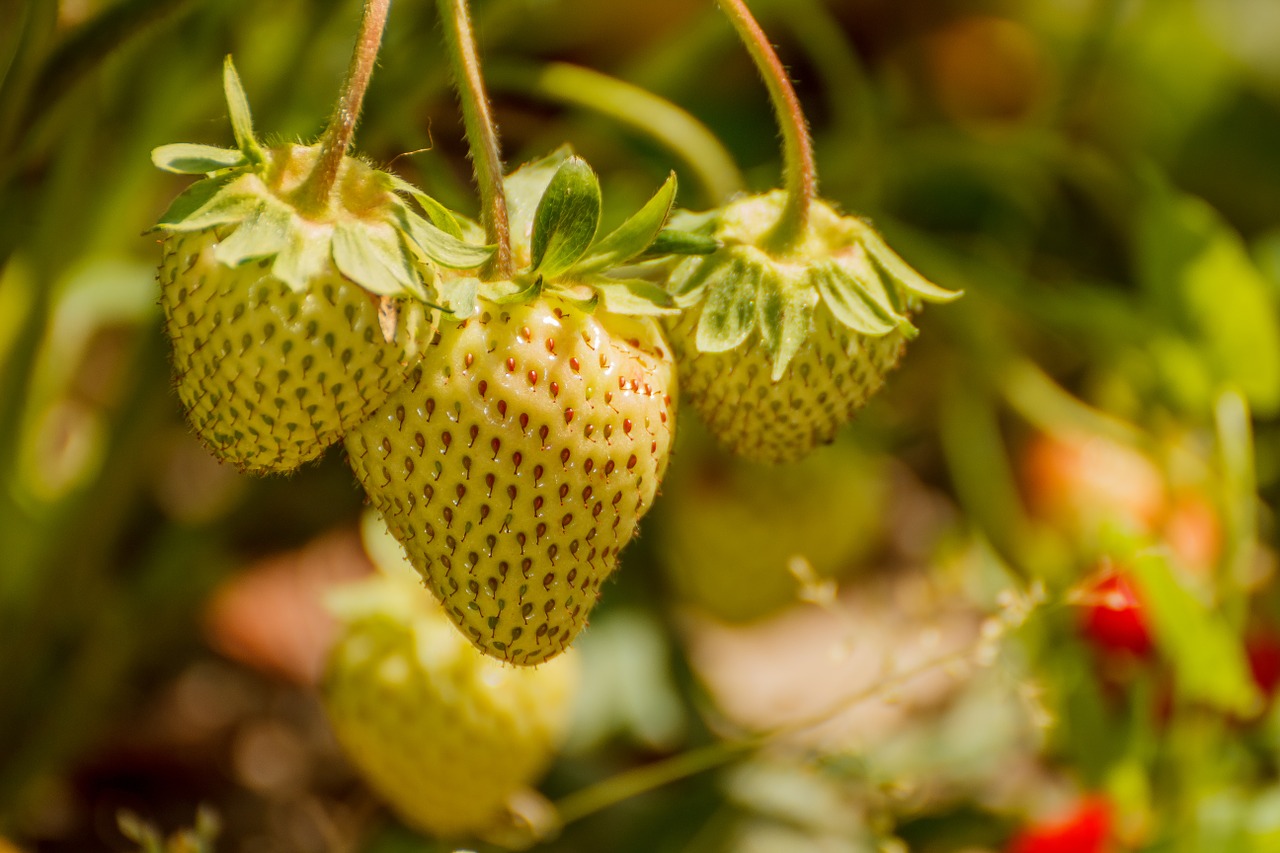 strawberry berry fruit free photo