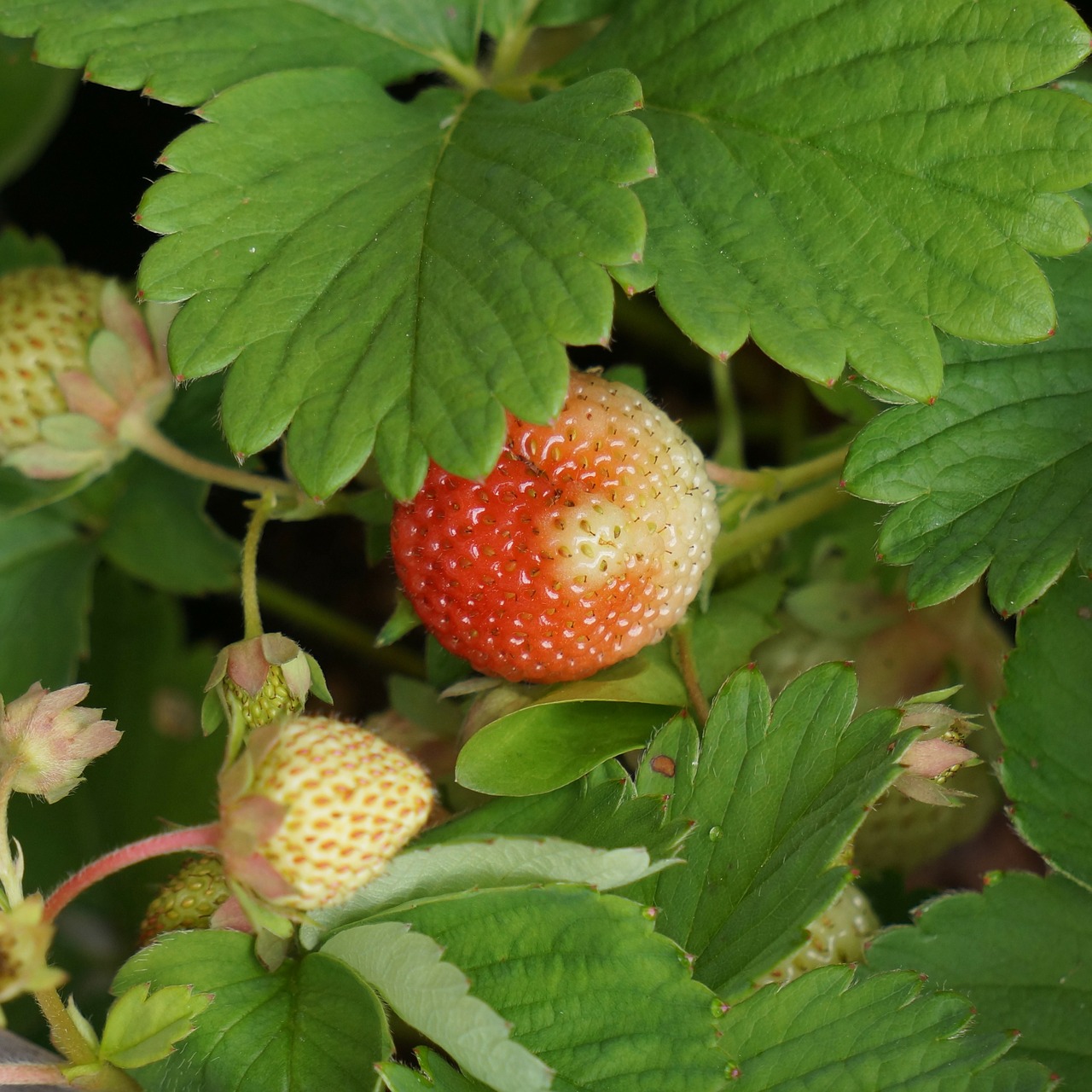 strawberry berry matures free photo