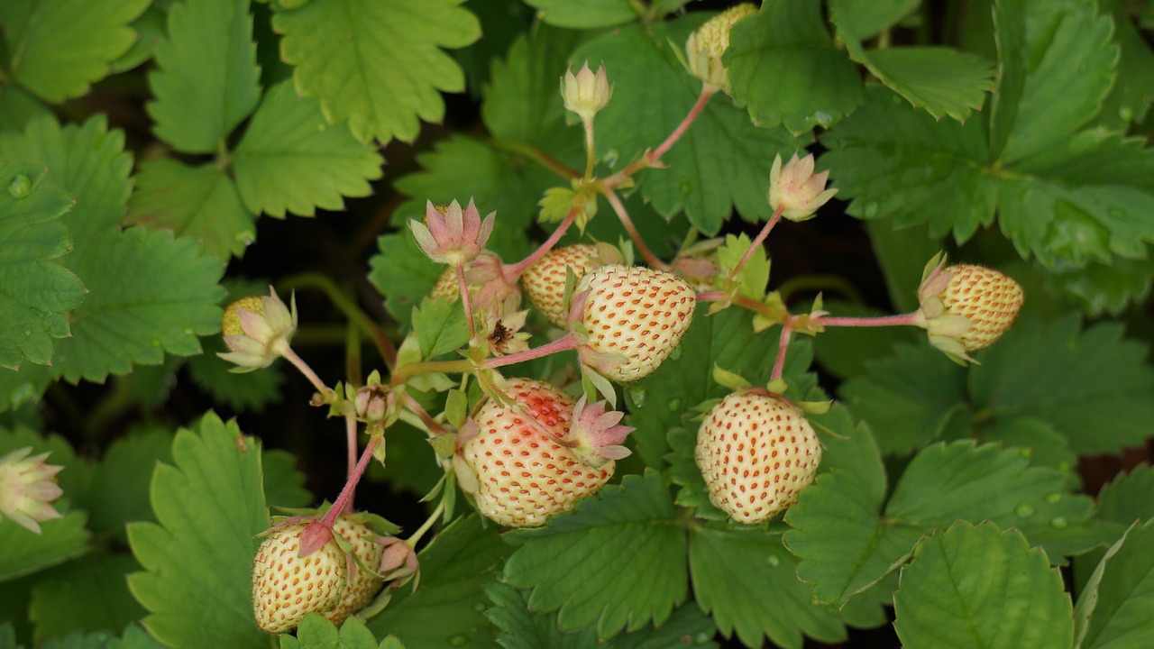 strawberry berry matures free photo