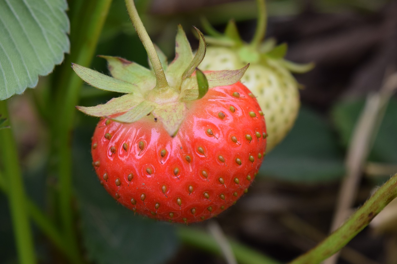 strawberry close fruits free photo