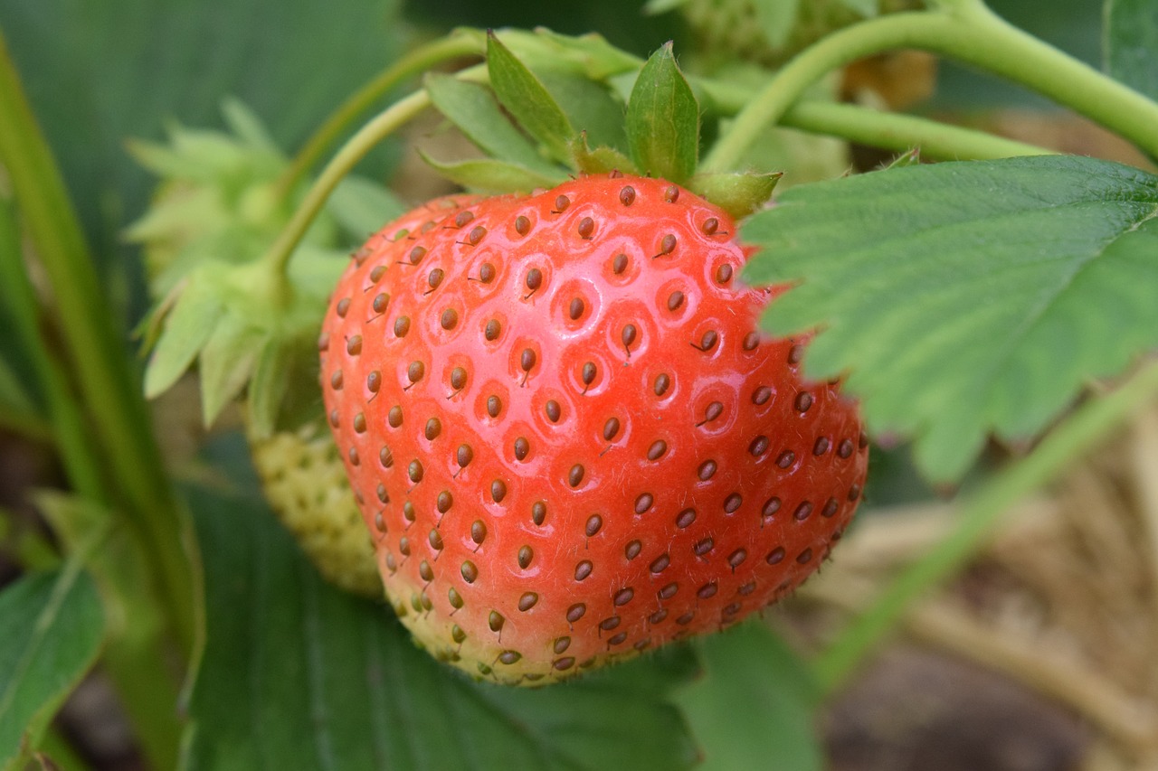 strawberry fruit sweet free photo