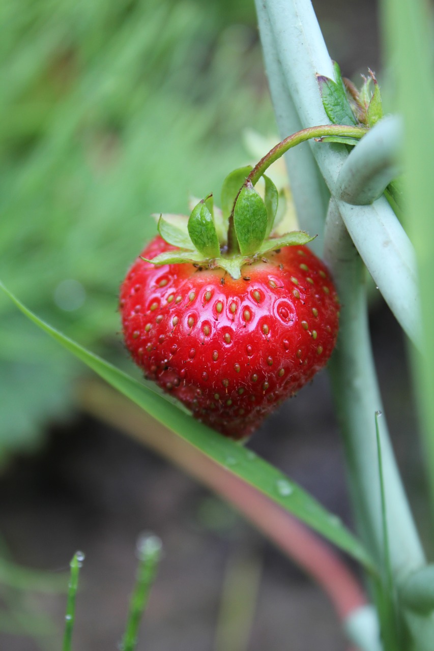 strawberry dacha ripe free photo