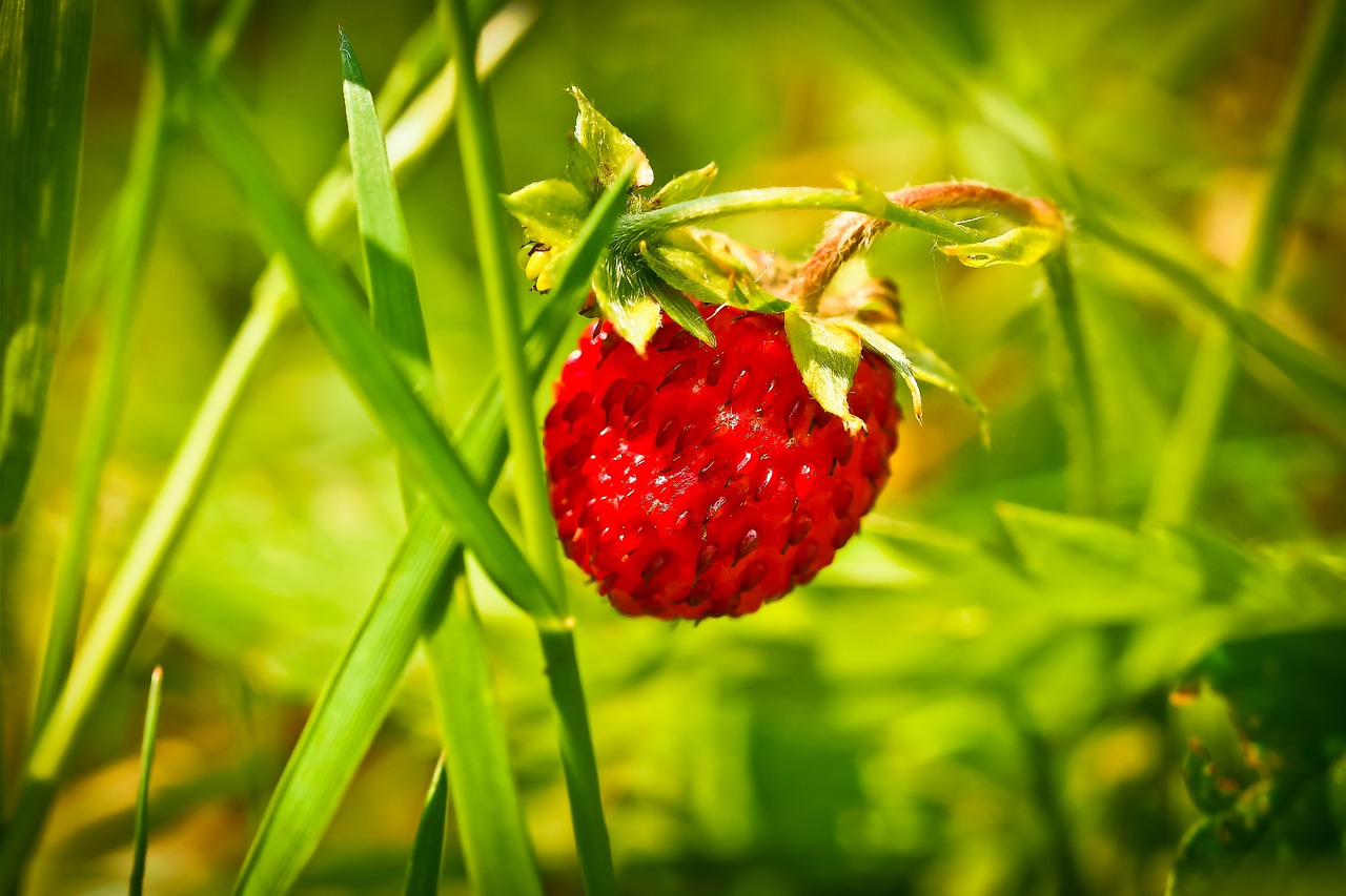 strawberry fruit red free photo