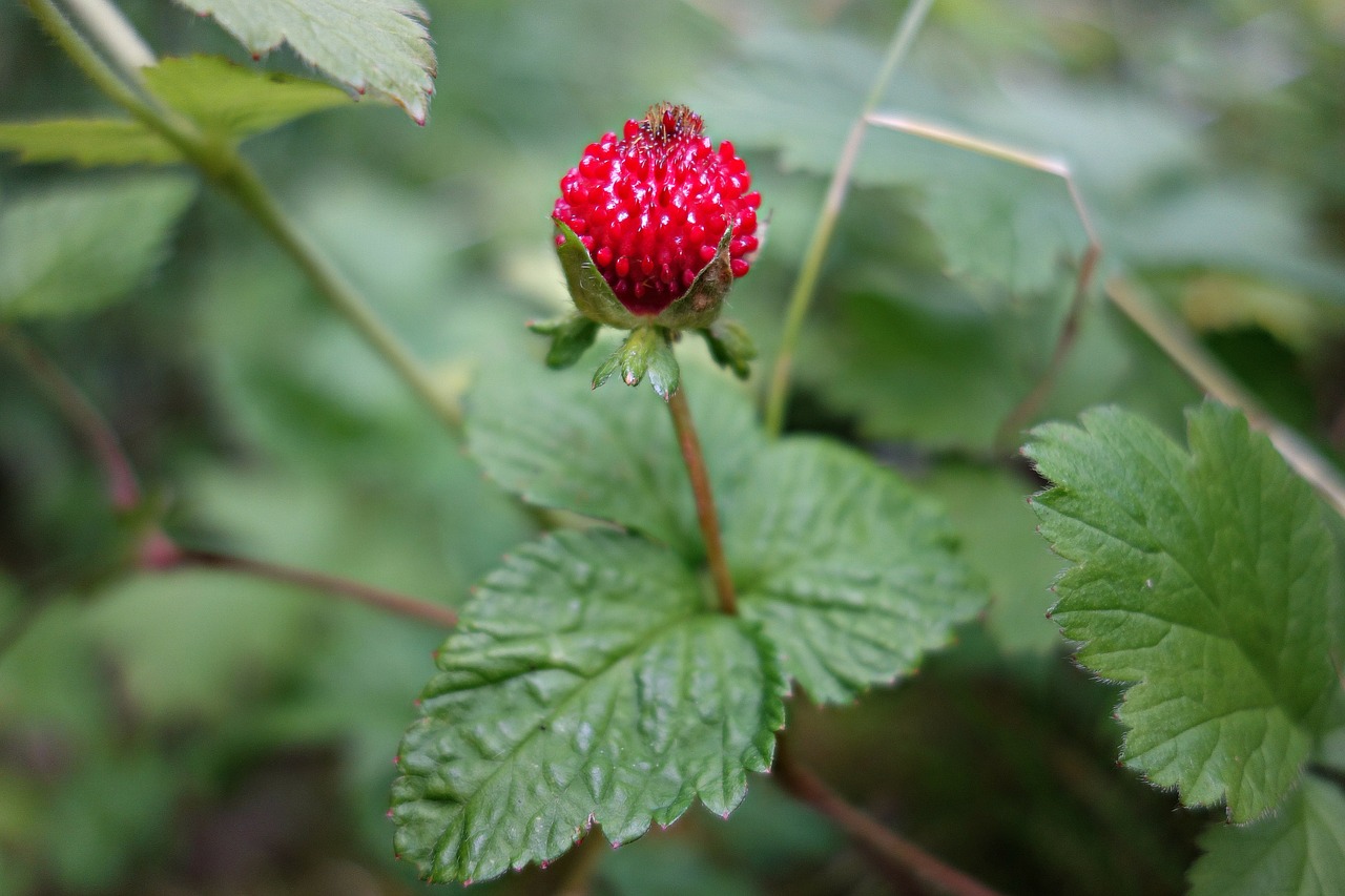 strawberry wild strawberry plant free photo