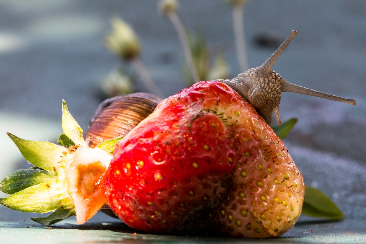 strawberry snail eat free photo