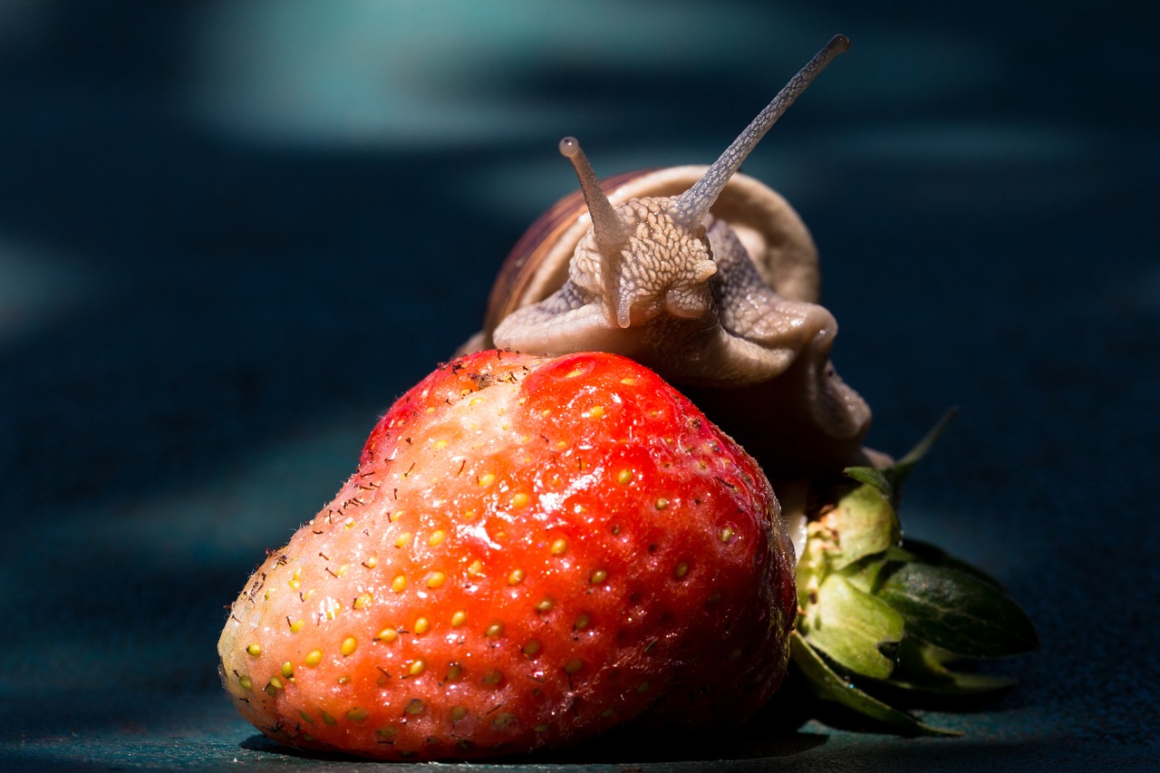 strawberry snail eat free photo