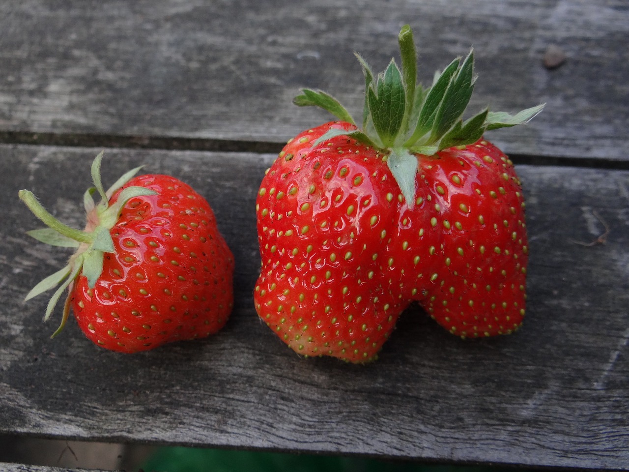 strawberry berry summer free photo