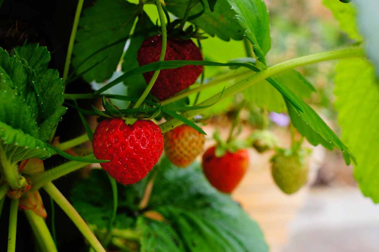 strawberry fruit plant free photo