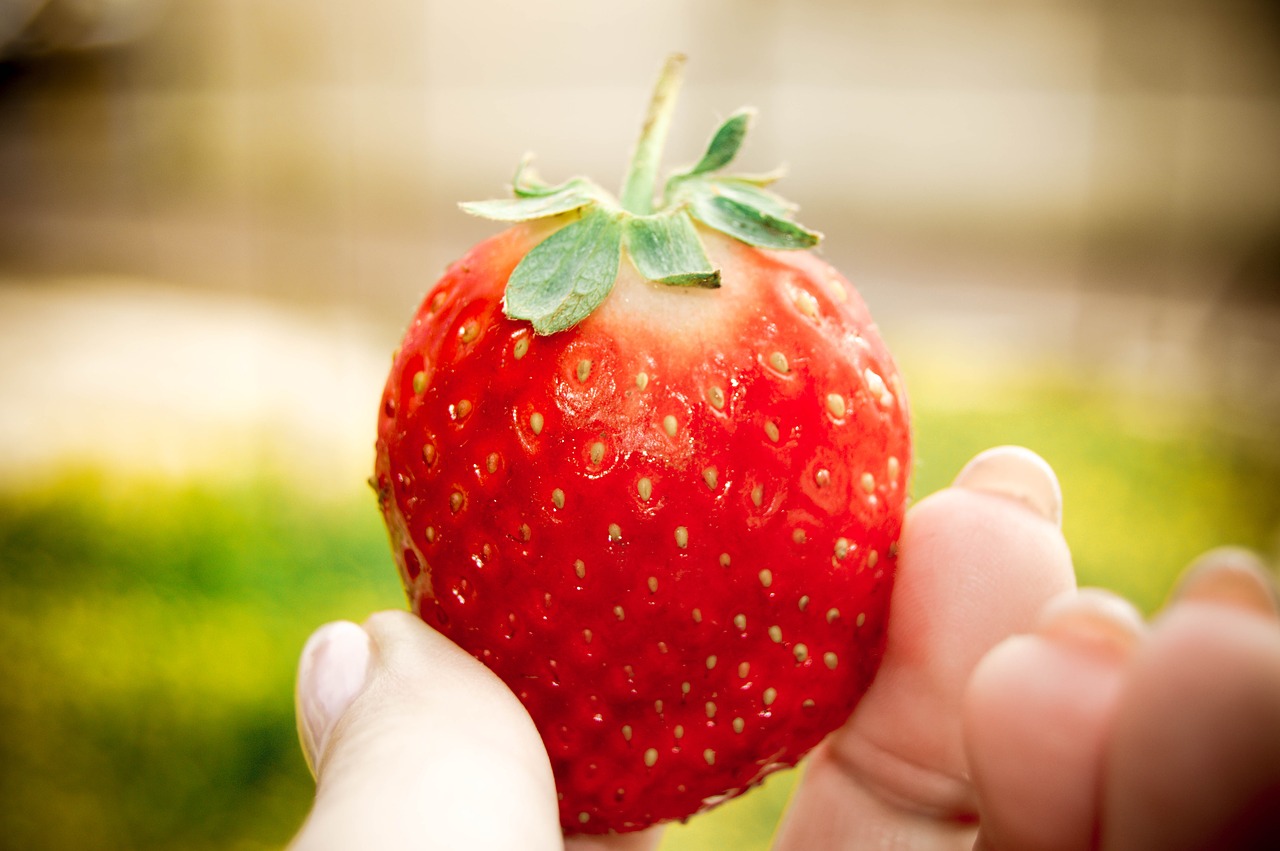 strawberry nature fruit free photo
