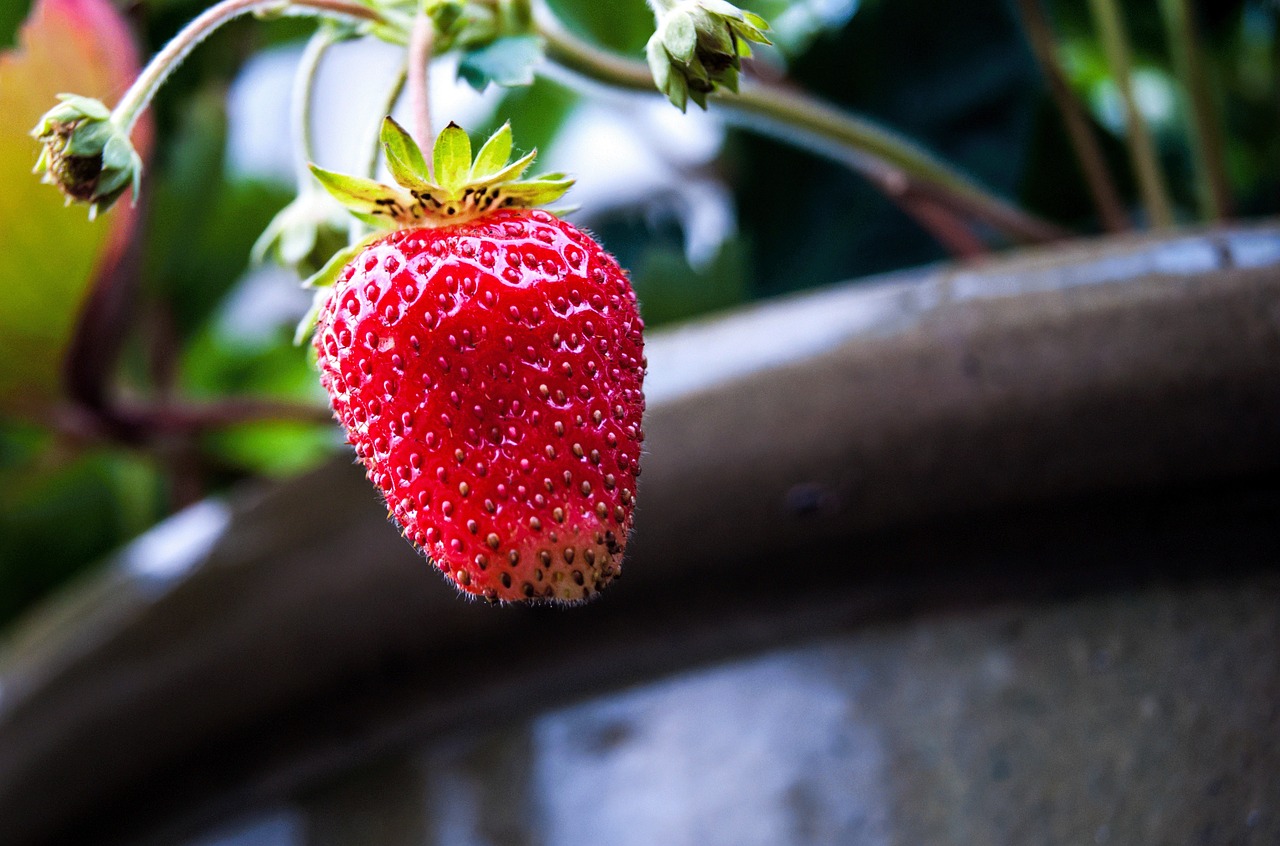 strawberry garden plant free photo