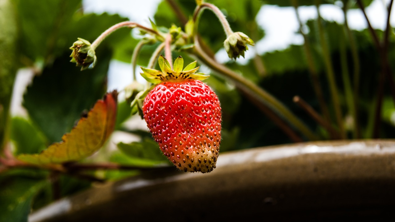 strawberry garden plant free photo