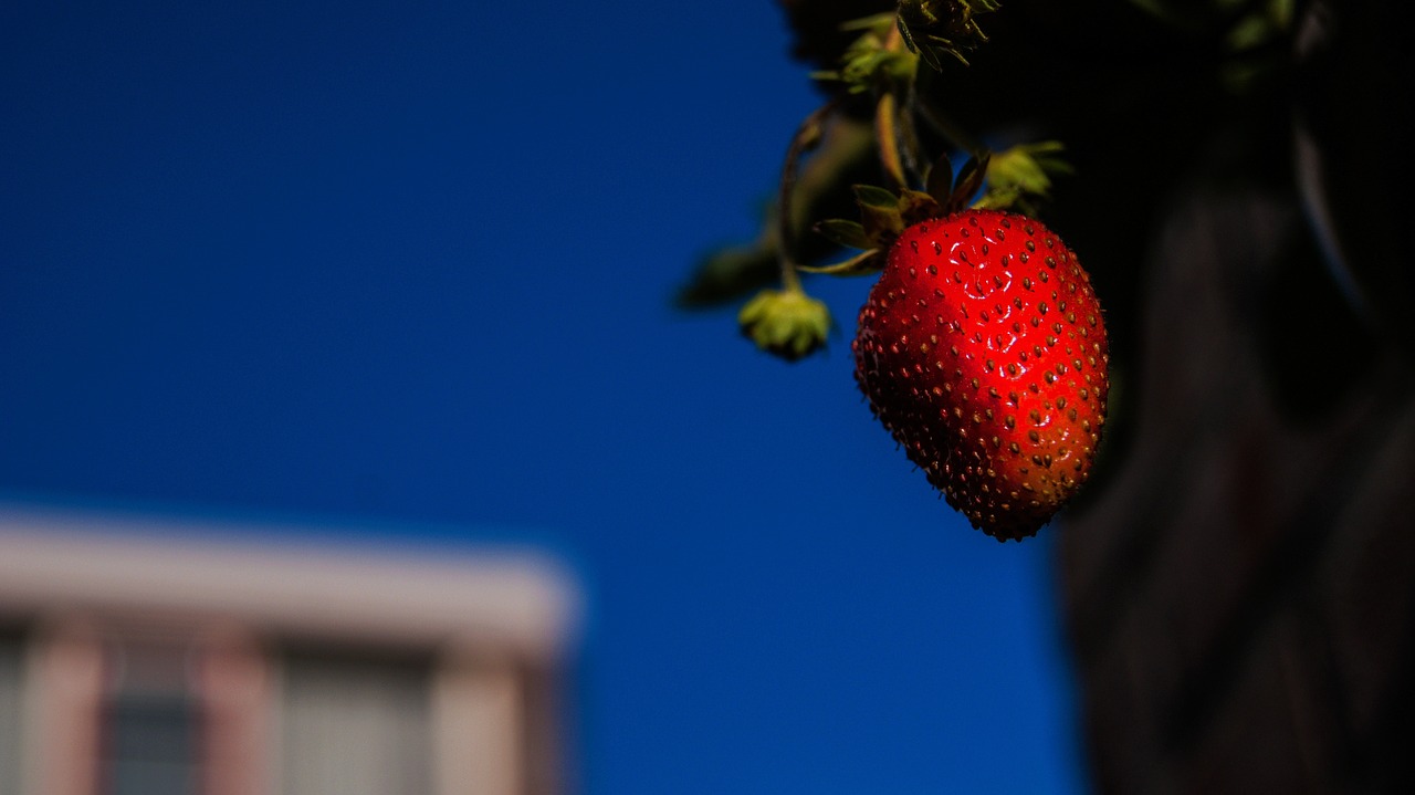 strawberry fruit gardening free photo