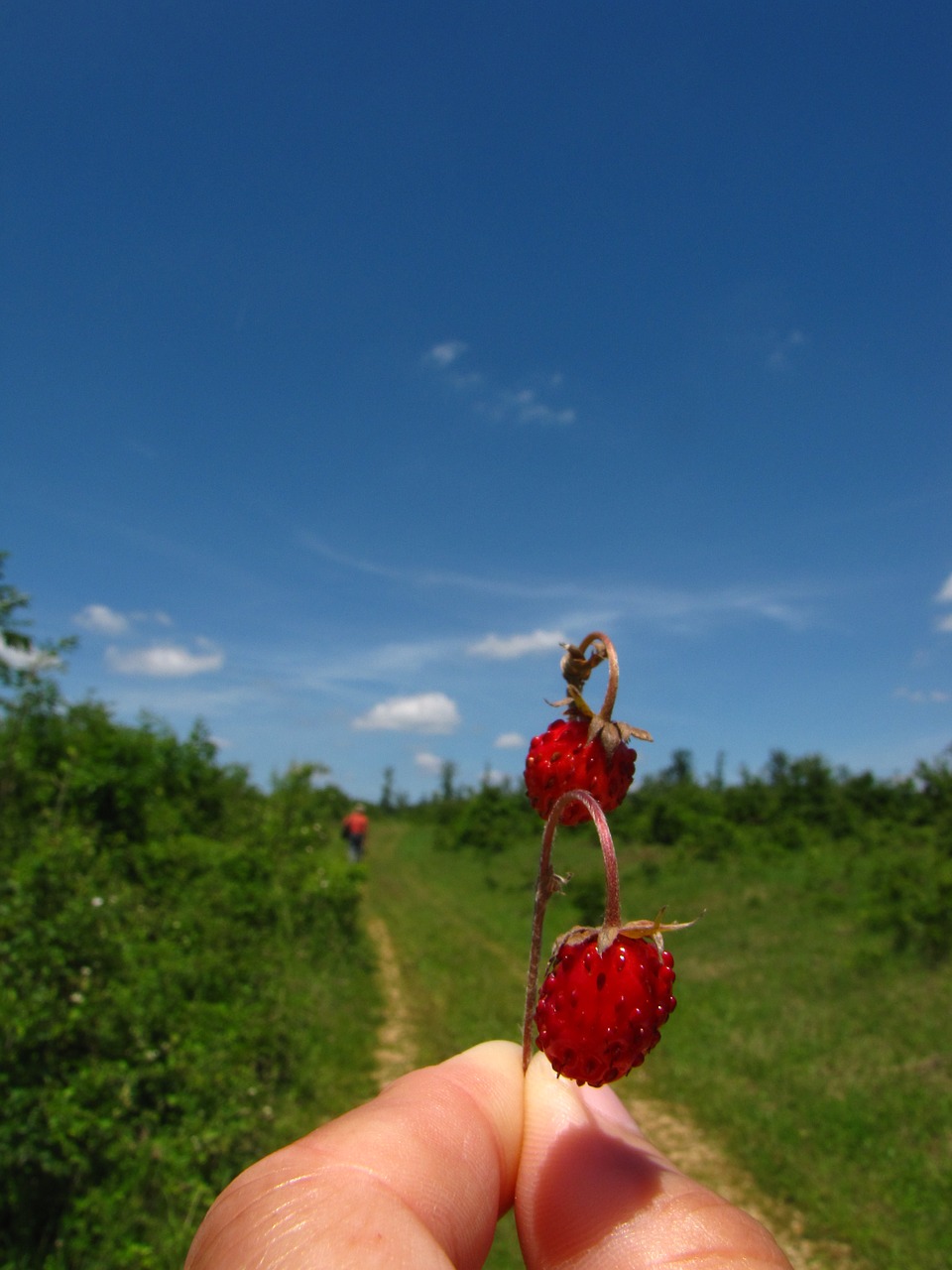 strawberry summer free pictures free photo