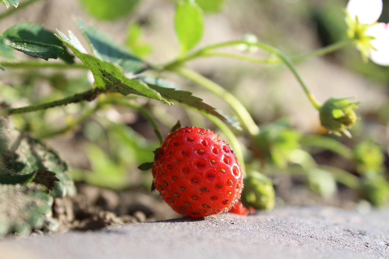 strawberry red fruit free photo