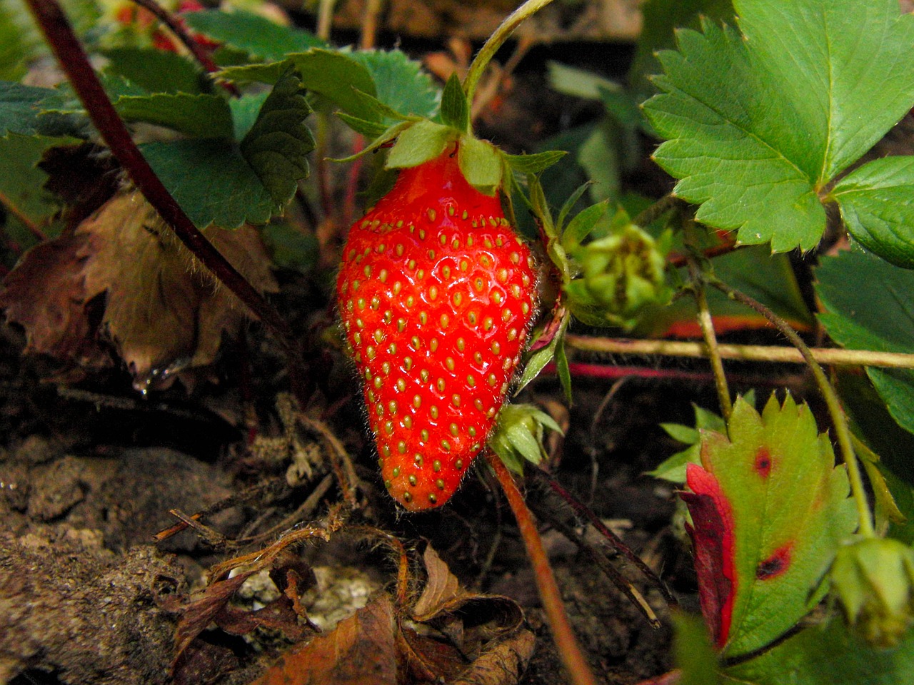 strawberries red strawberry time free photo