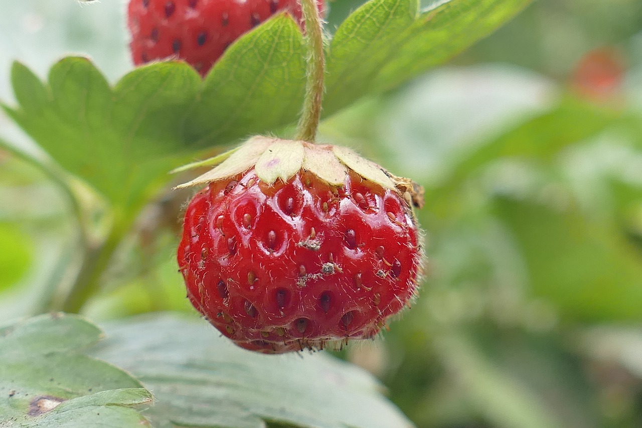 strawberry outdoor close free photo