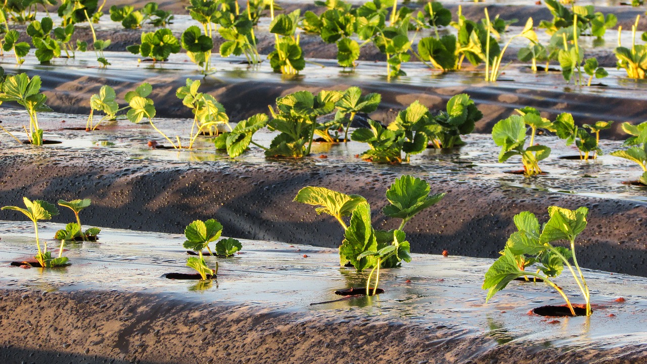 strawberry plant agriculture free photo