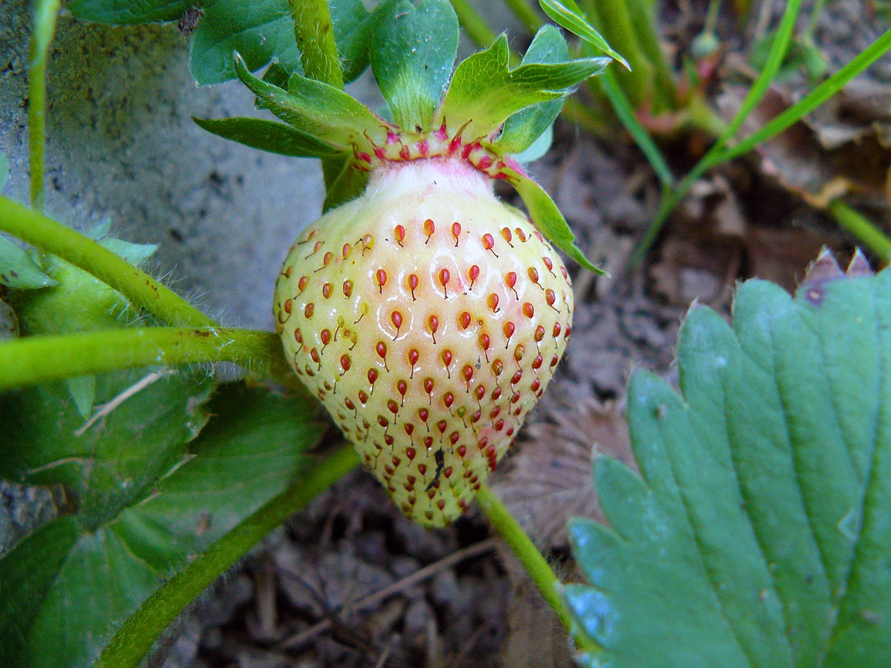 strawberry fruit close up free photo