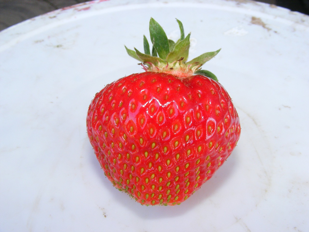 strawberry fruit a single piece of fruit free photo