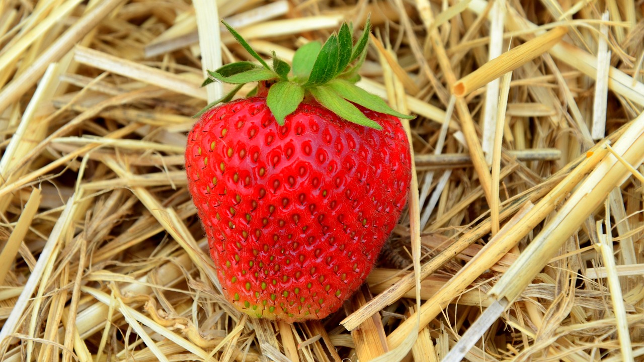 strawberry fruit summer free photo