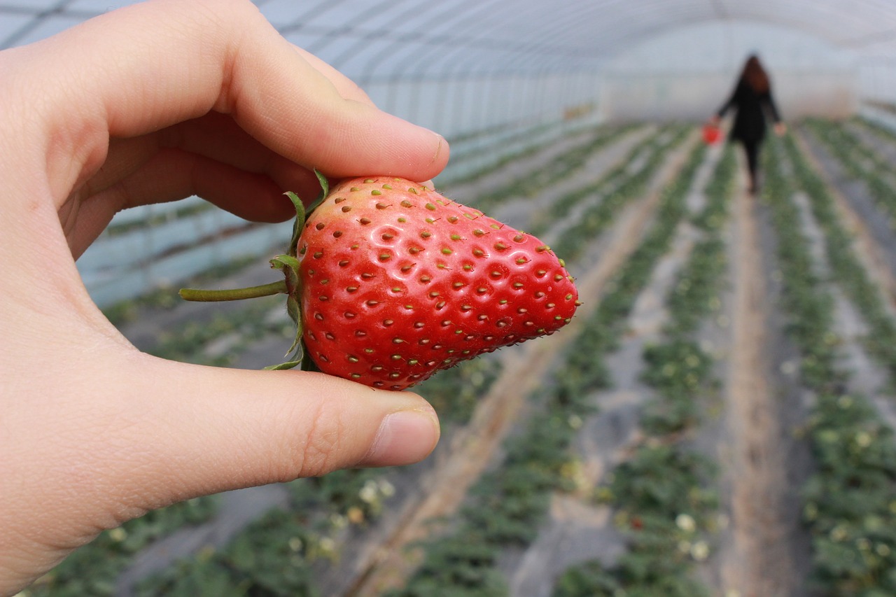 strawberry hand strawberry greenhouse free photo