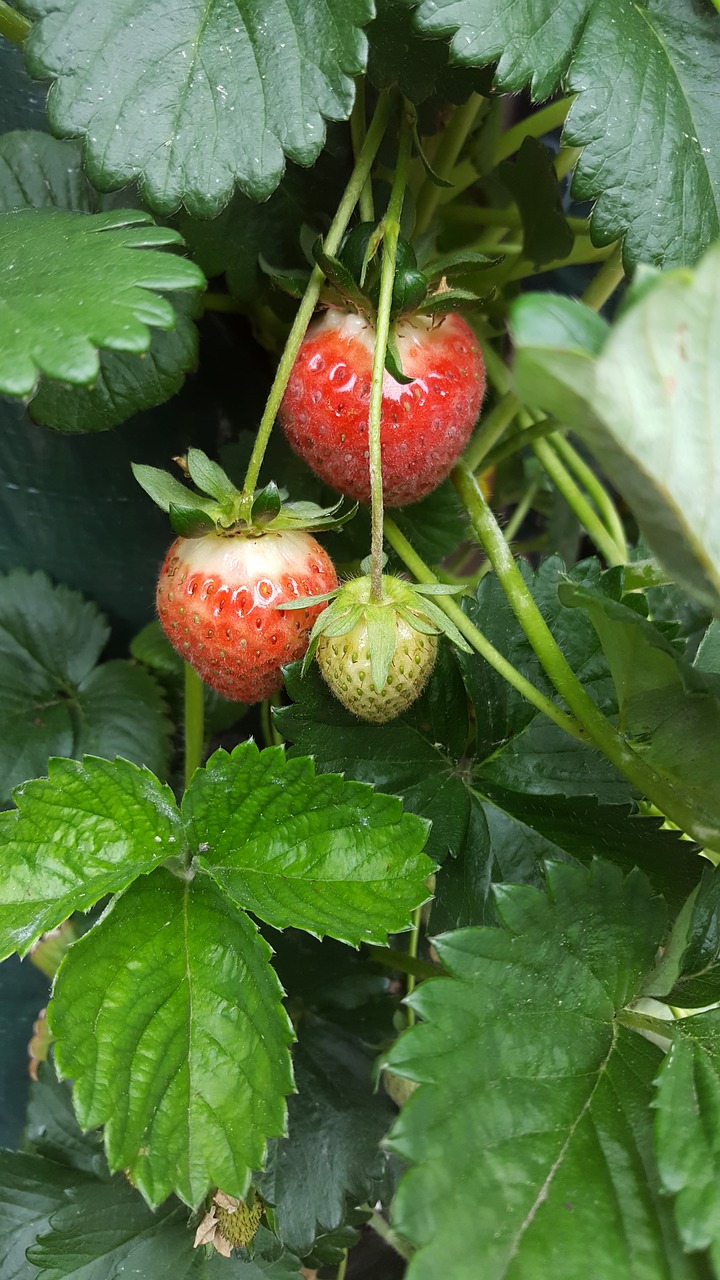 strawberry hanging plant plant free photo