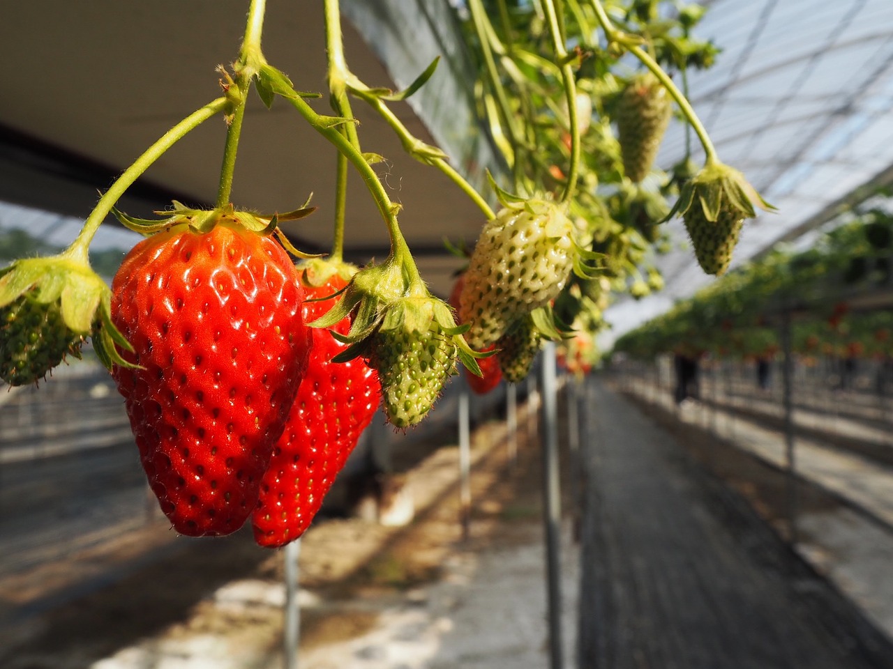 strawberry strawberry picking suites free photo