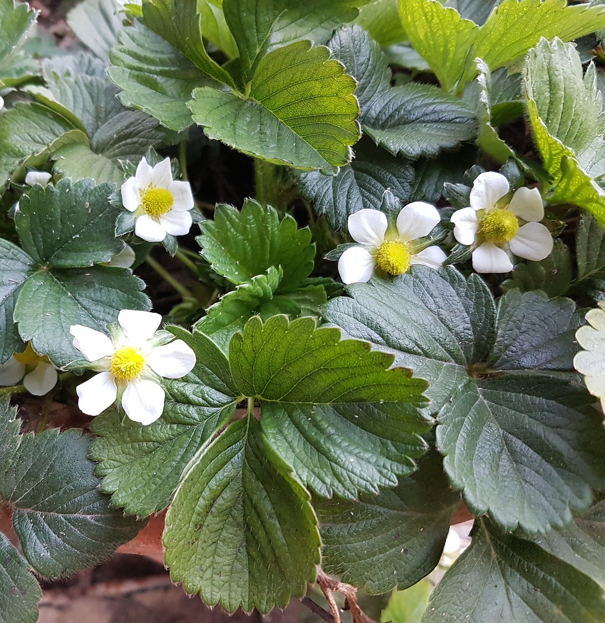 strawberry flower orchard free photo