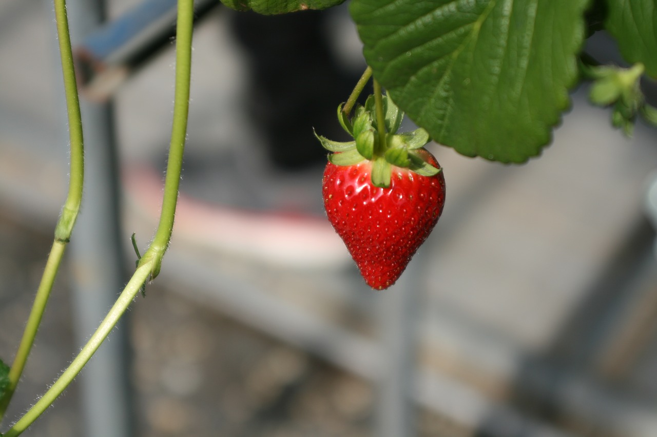 strawberry red organic free photo