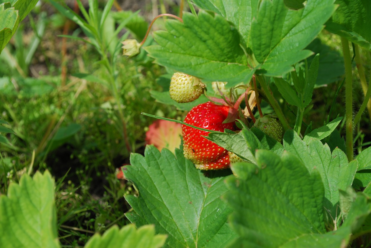 strawberry berry fruit free photo