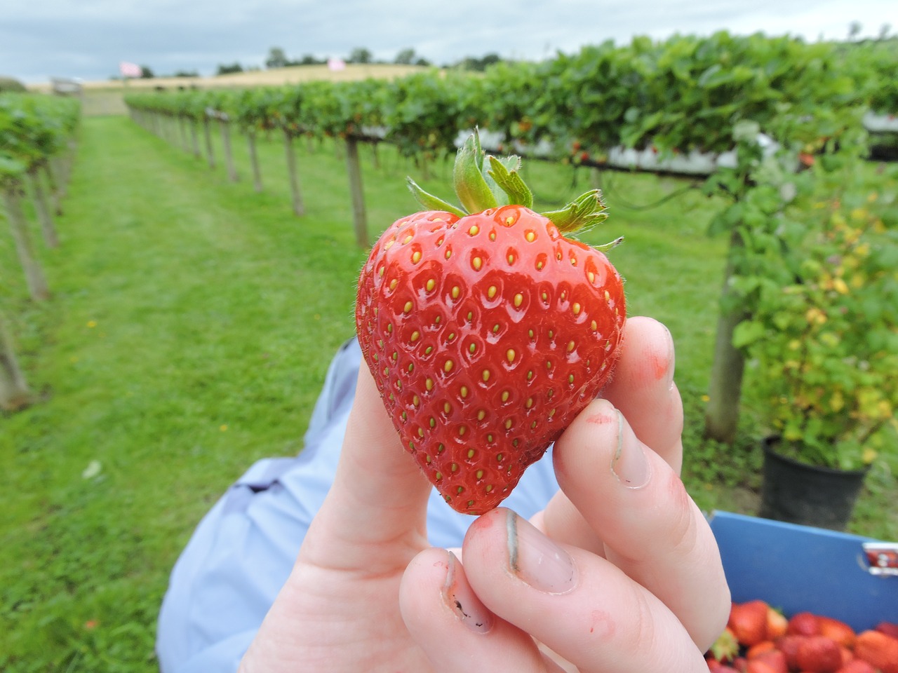 strawberry picking berry free photo