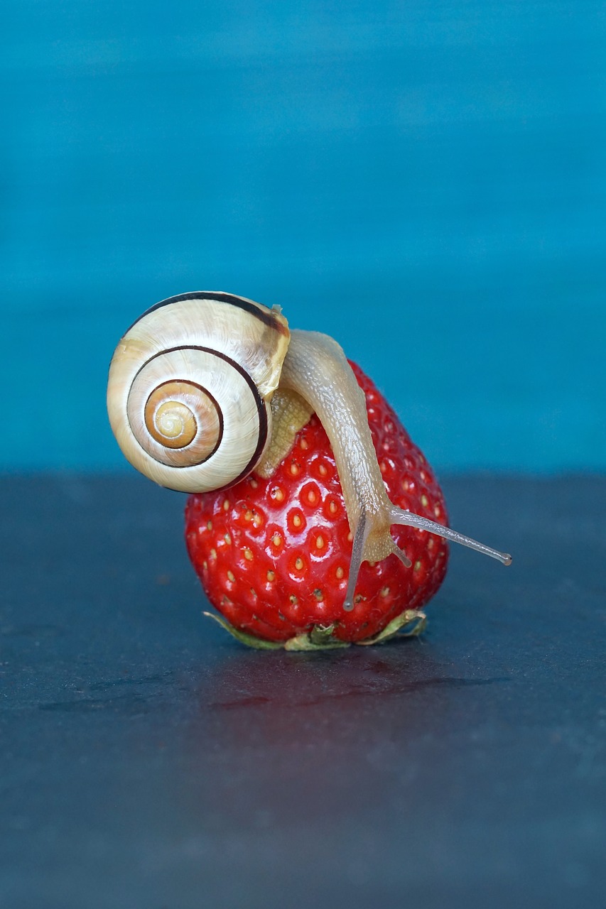 strawberry snail shell free photo