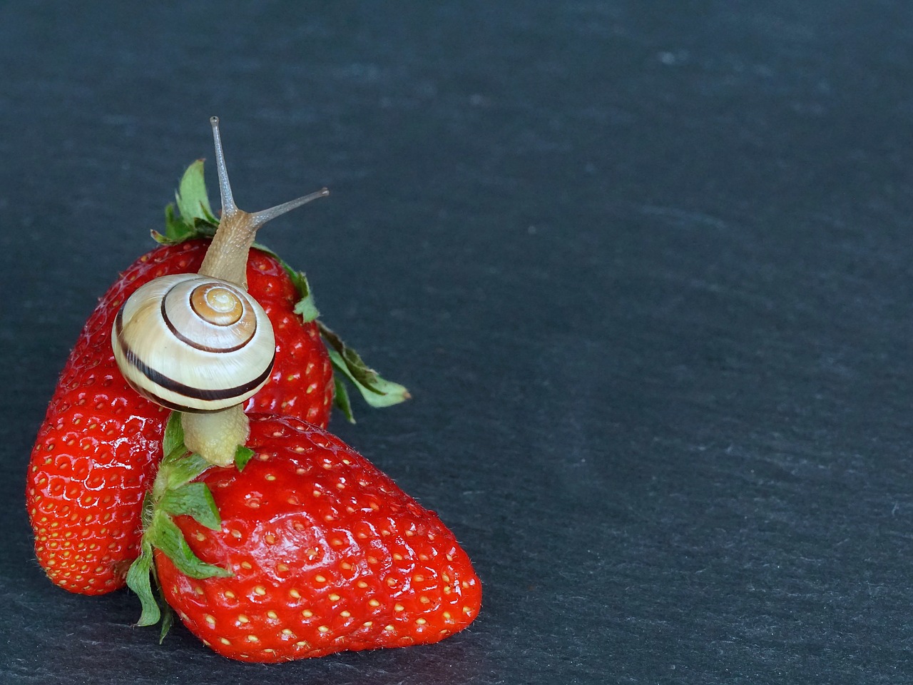 strawberry snail shell free photo