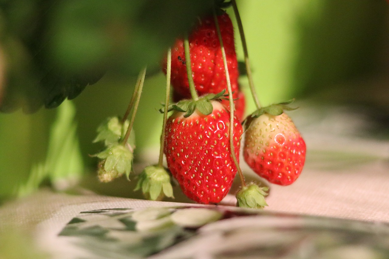 strawberry macro close free photo