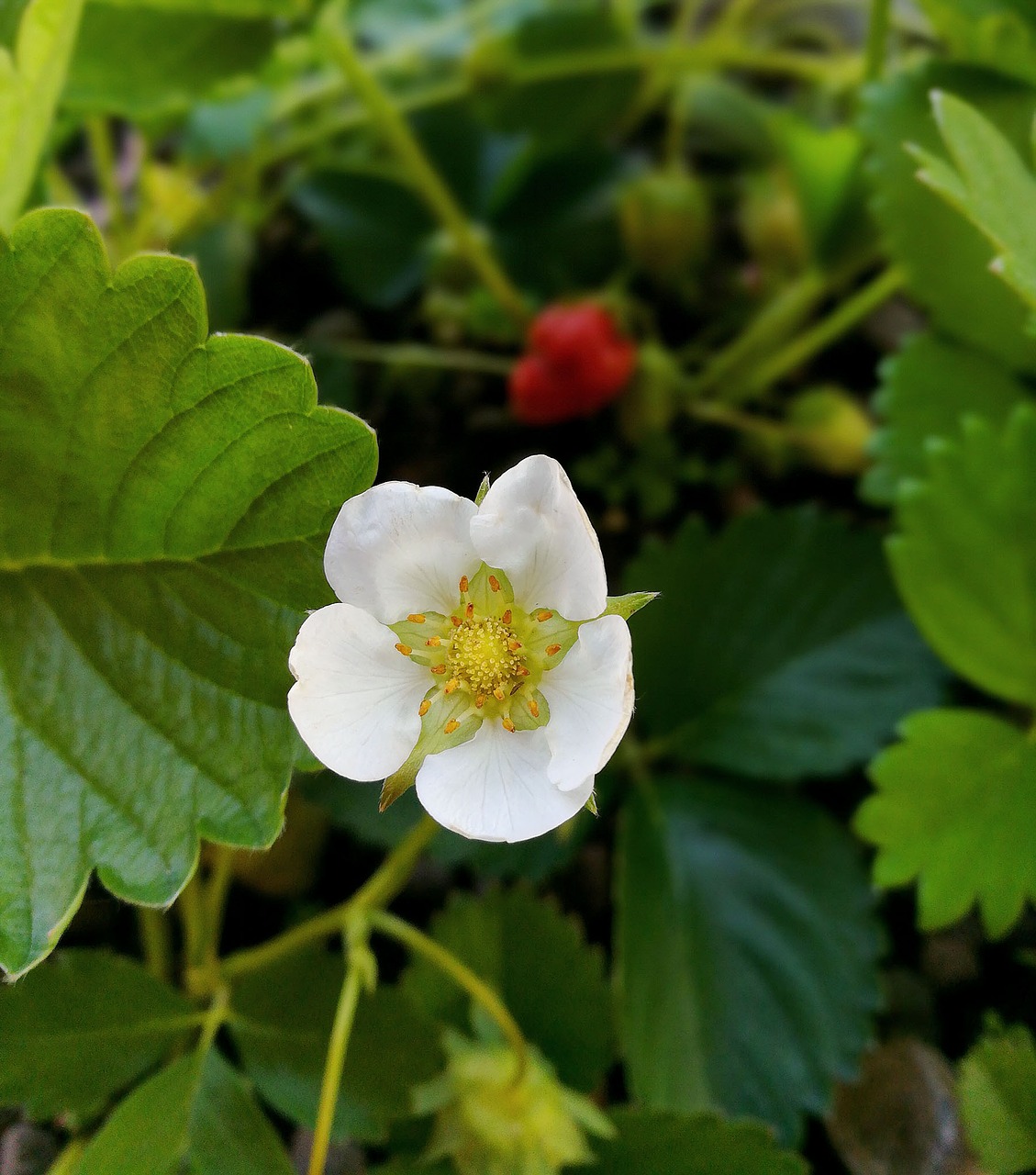 strawberry flower nature free photo