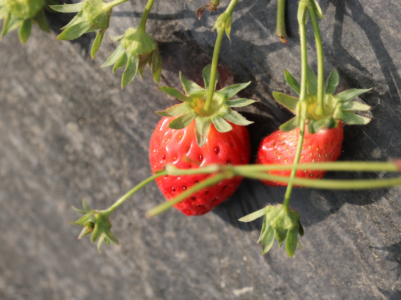 strawberry fruit green free photo