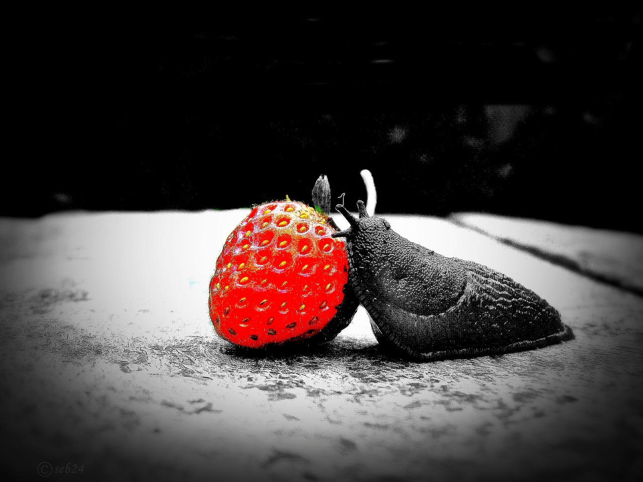 strawberry snail red free photo