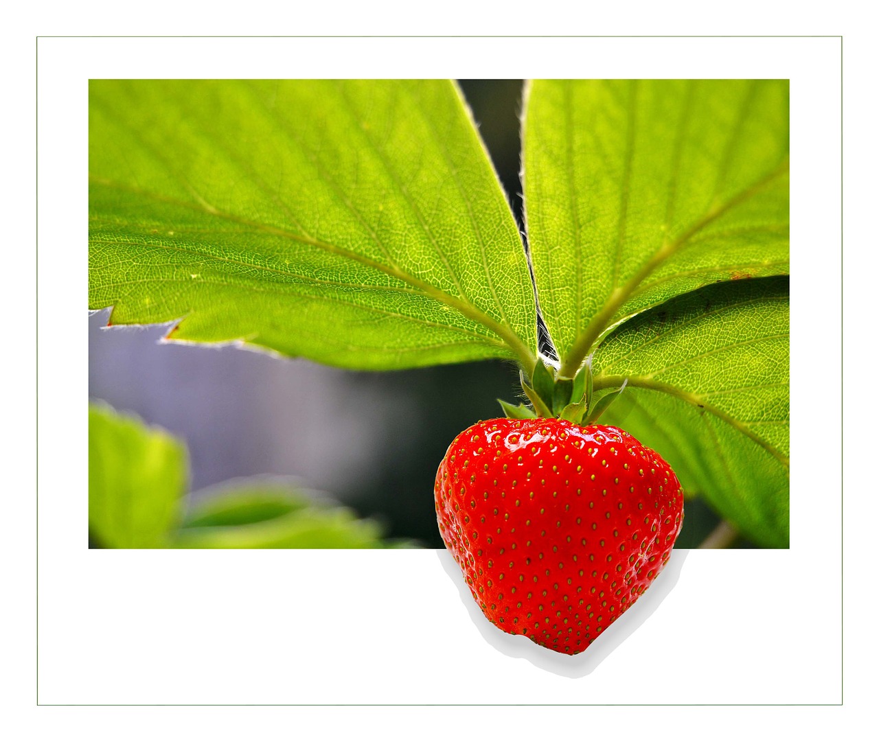 strawberry fruit berry free photo