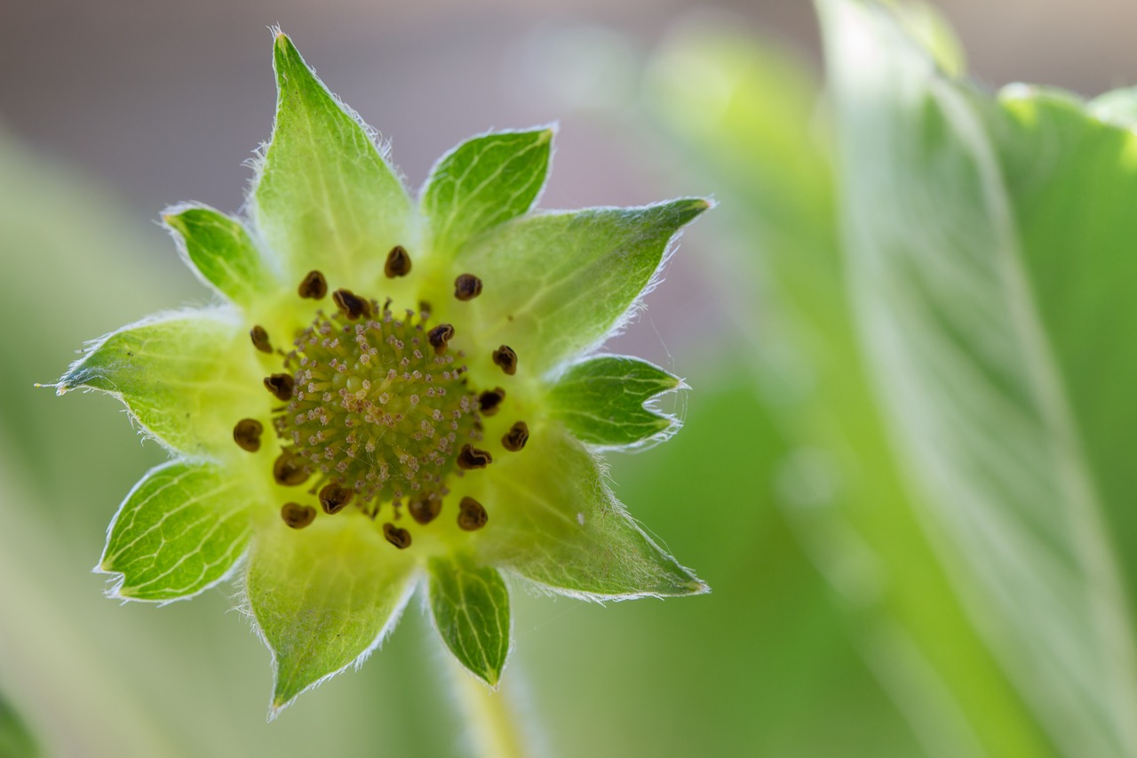 strawberry plant nature free photo