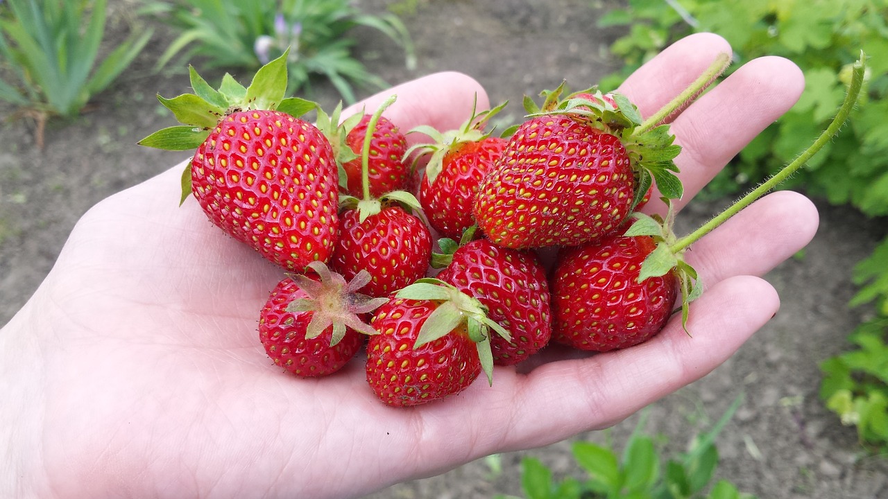 strawberry berry summer free photo