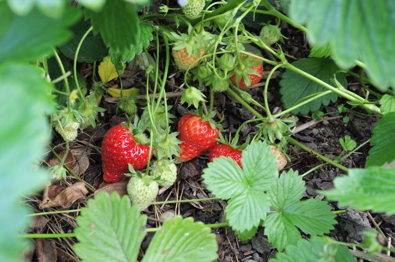 strawberry sweet delicious free photo