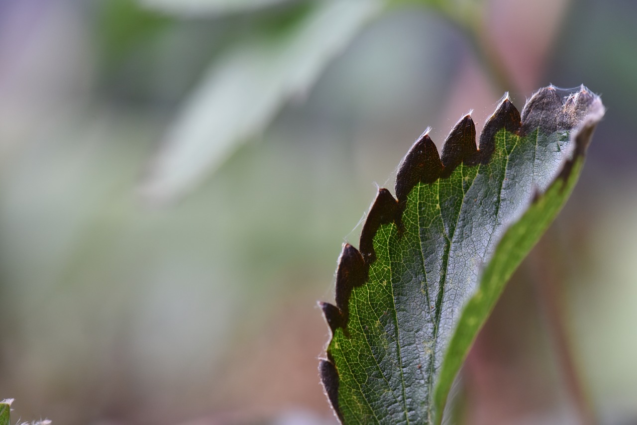 strawberry disease leaf blight free photo