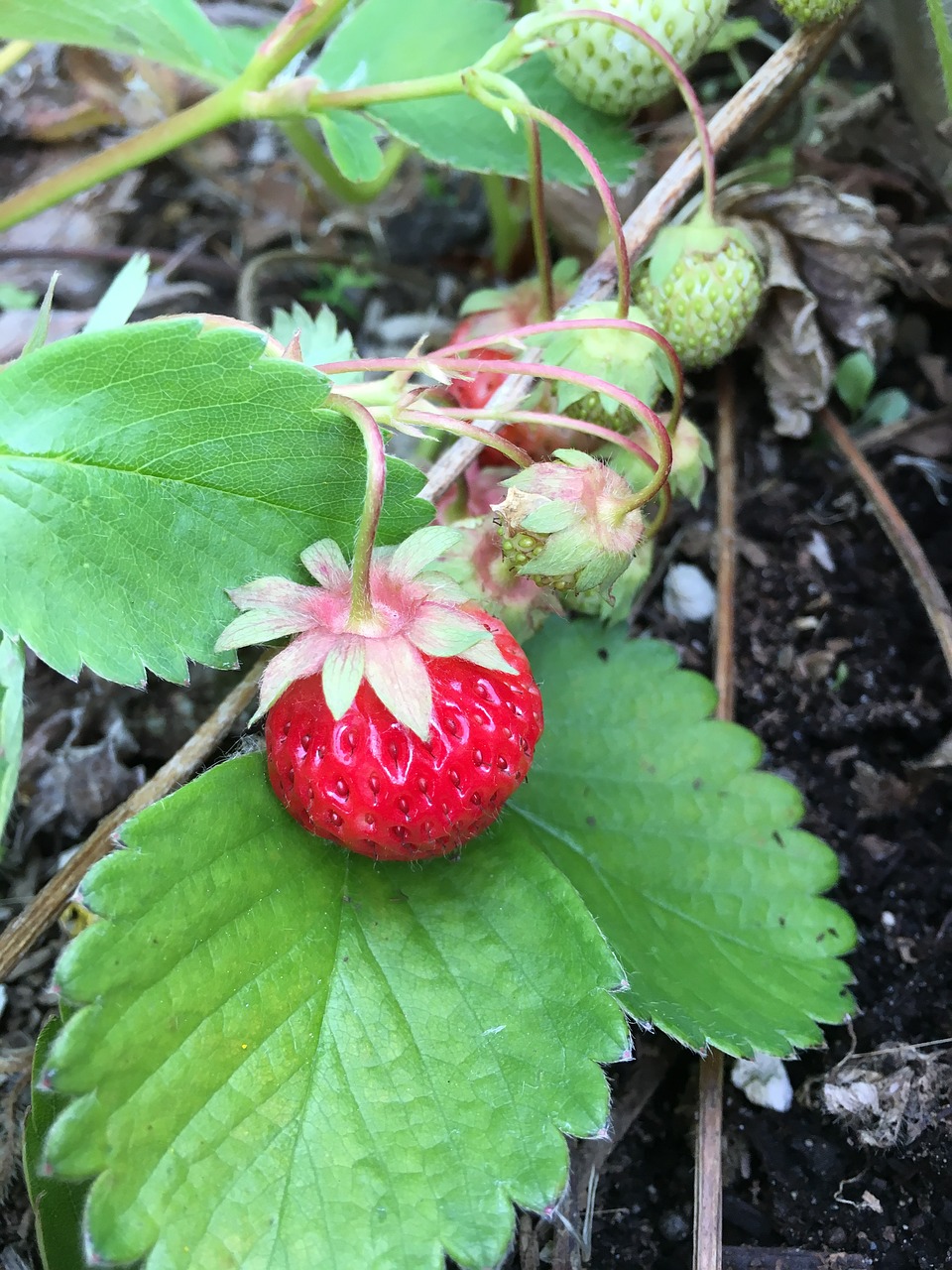 strawberry berry berries free photo