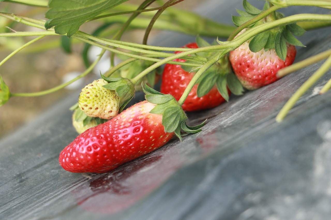 strawberry red gourmet free photo