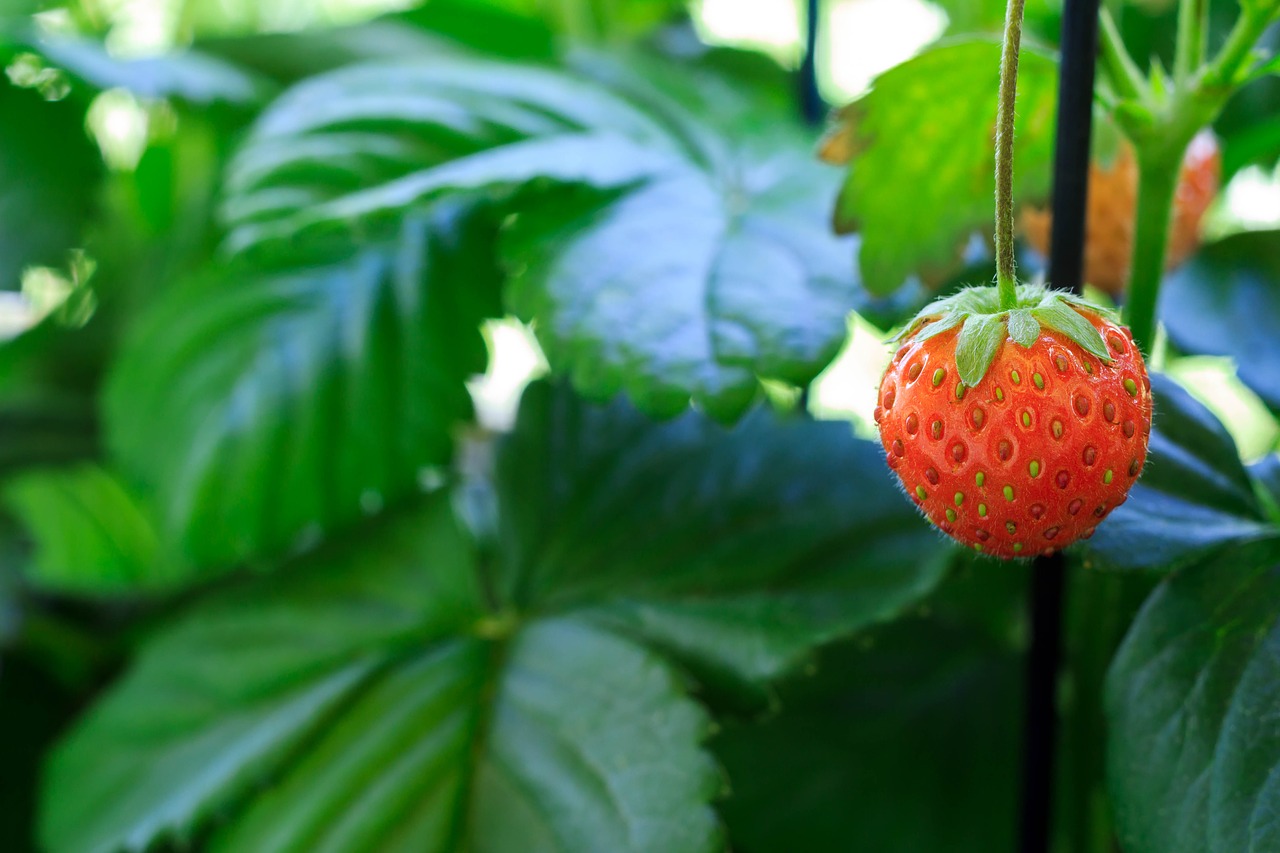 strawberry garden fruit free photo